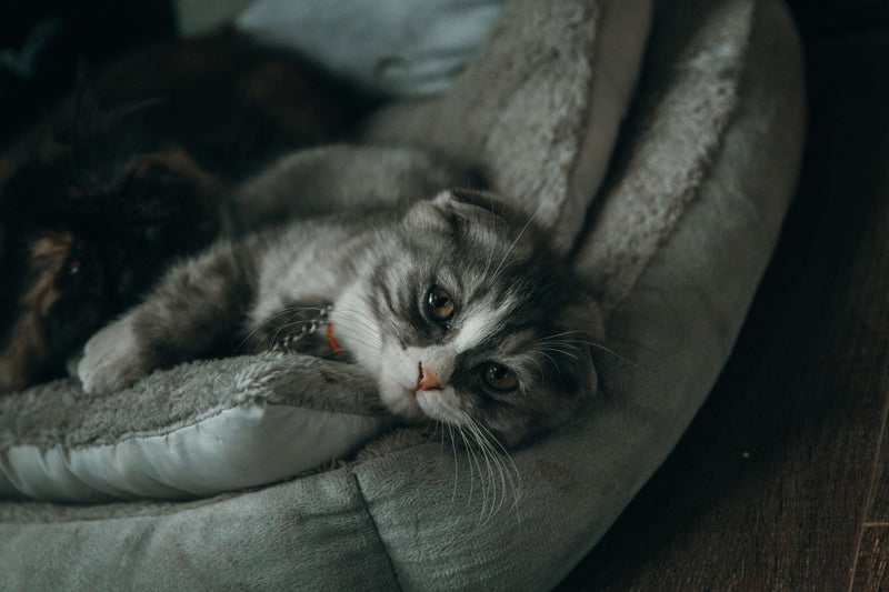 Beds
