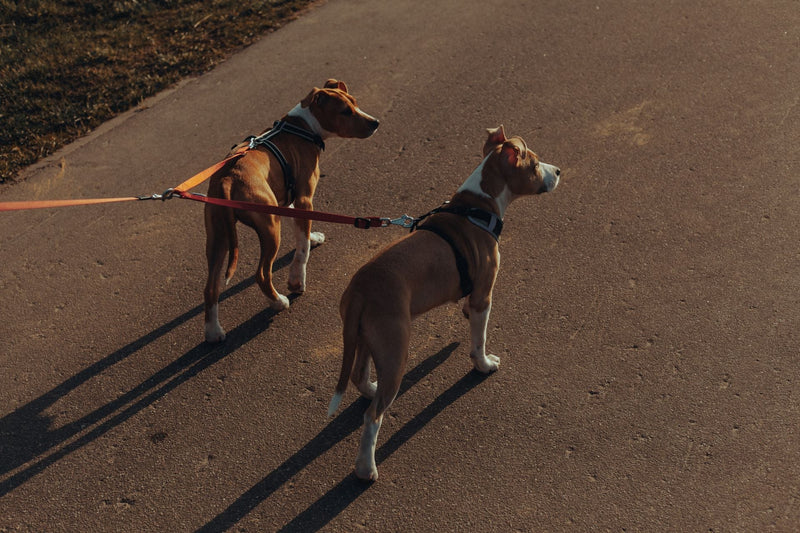 Leashes & Collars