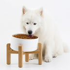 Raised Slanted Ceramic Pet Bowl