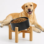 Raised Slanted Ceramic Pet Bowl
