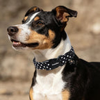 Black Polka Dot Cotton Dog Collar