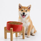 Raised Slanted Ceramic Pet Bowl
