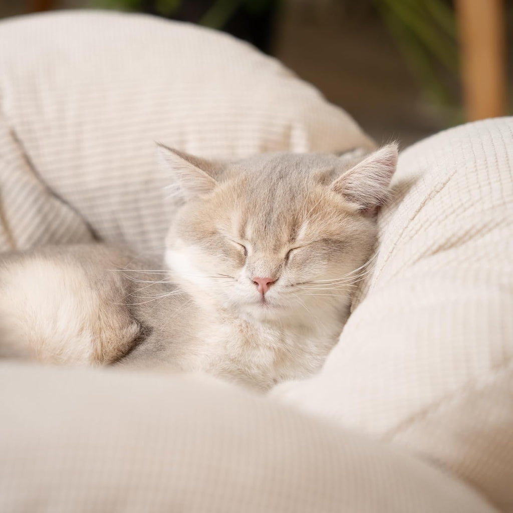 Elevated Wooden Cat Sofa Bed