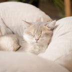 Elevated Wooden Cat Sofa Bed