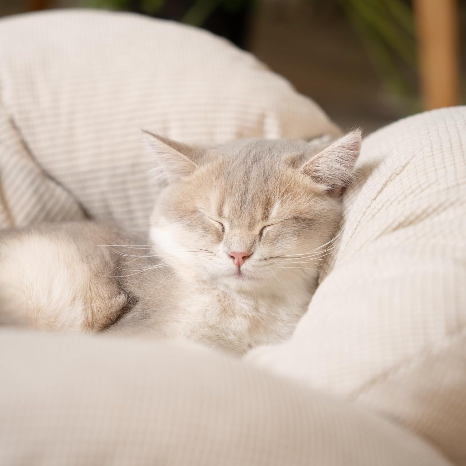 Elevated Wooden Cat Sofa Bed